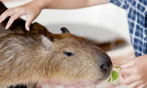 Kapibara zjada liść sałaty podany przez człowieka. To pokazuje, co jedzą kapibary.