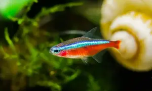 Jakie rybki z neonkami? Bezpieczne połączenia i czego unikać