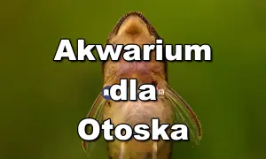 Akwarium dla otoska. Mała rybka z bliska, z widocznymi płetwami i pyszczkiem.