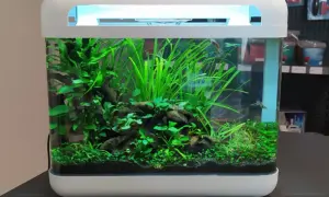 Jakie akwarium na początek? Wybierz 60-100L i uniknij błędów!