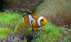Prawdziwa cena błazenka "Nemo": Koszt rybki i akwarium morskiego