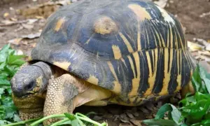 Żółw to gad? Kluczowe cechy i zaskakujące fakty!