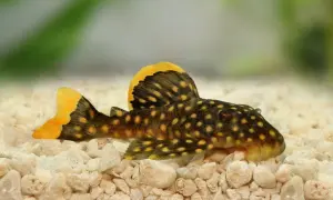 Plamisty pleco z żółtymi akcentami na płetwach odpoczywa na kamienistym dnie akwarium.