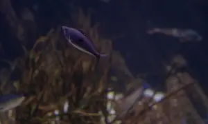 Fioletowa molinezja czerwona pływa w ciemnym akwarium, wśród roślinności.