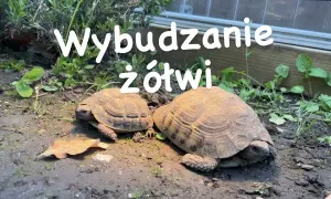 Hibernacja żółwia: poradnik krok po kroku. Czy Twój pupil jej potrzebuje?