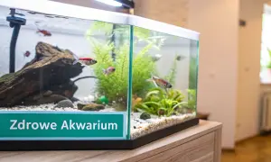 Małe rybki pływają w akwarium z zielonymi roślinami. Na froncie akwarium napis "Zdrowe Akwarium", sugerujący brak szkodliwej chloraminy.