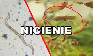 Nicienie w akwarium: mikroskopijny pasożyt obok zdrowych rybek gupik.