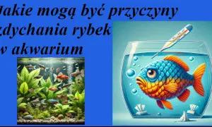 Dlaczego rybki zdychają? Szybka diagnoza i ratunek dla akwarium