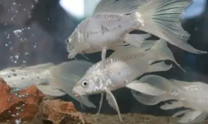 Białe ryby, jakby pokryte **ospą rybią**, pływają w akwarium wśród bąbelków powietrza i kamieni.