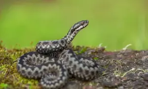 Żmija zygzakowata, jeden z fascynujących rodzajów węży, odpoczywa na mchu.