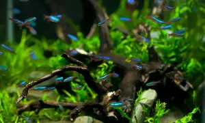 Stado neonów, małych rybek **tetra**, pływa wśród zielonych roślin i korzeni w akwarium.