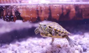 Mały żółw wodny domowy pływa w akwarium, otoczony bąbelkami powietrza i kamykami.