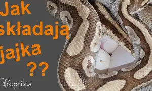 Czy węże wykluwają się z jaj? Prawda o 3 strategiach rozrodu