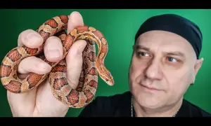 Wąż dla początkujących? Wybierz gatunek, poznaj koszty i zacznij hodowlę!