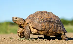 Żółw lądowy na piaszczystej drodze, z zielonym tłem i błękitnym niebem.