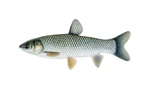 Ilustracja przedstawia rybę o srebrzystych łuskach i charakterystycznym kształcie płetw. To karp azjatycki, gatunek znany z wód wschodniej Azji.
