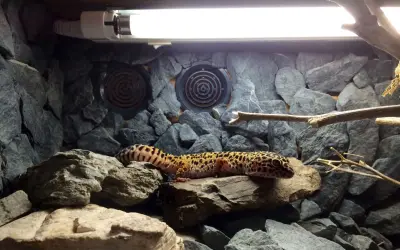 Uroczy gekon pigmejski wygrzewa się na skale w kamienistym terrarium, pod lampą grzewczą.