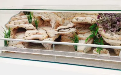 Szklane terrarium z piaskiem, sztuczną skałą i roślinnością, idealne dla węży hodowlanych.