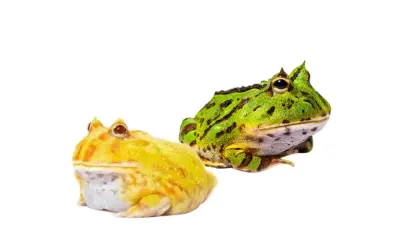 Dwie żaby rogate, jedna żółta, druga zielona, czekają na swojego właściciela. Sprawdź żaba rogata cena!