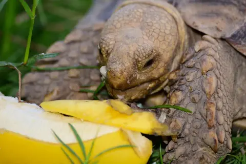 Żółw zajada się bananem, pokazując, co jedzą żółwie.