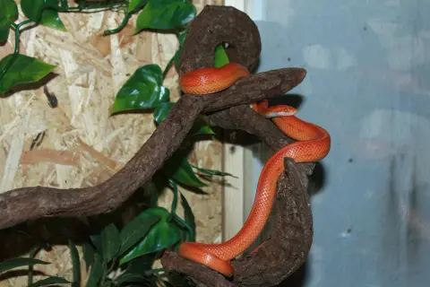Pomarańczowy wąż zbożowy wspina się po gałęziach. Idealne terrarium dla węża zbożowego powinno zapewniać takie naturalne kryjówki i możliwość wspinaczki.