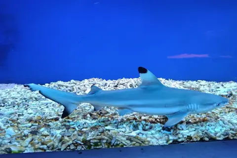 Oceanarium w Niechorzu: Czy warto? Opinie, ceny i porady