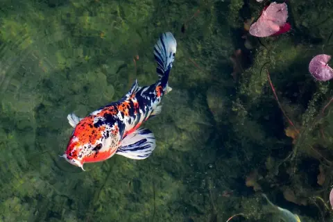 Najdroższy karp koi, o barwach pomarańczu, bieli i czerni, pływa w zielonej wodzie, wśród liści lilii wodnych.