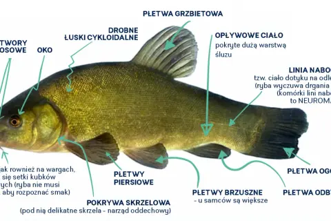 Szczegółowy opis budowy lina, gatunku ryby słodkowodnej, z zaznaczonymi płetwami, linią boczną i wąsikami.