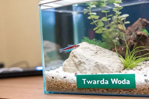Mały neon pływa w akwarium z kamieniem i roślinami. Etykieta "Twarda Woda" sugeruje badanie mineralizacji wody.