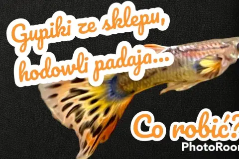 Dlaczego gupiki zdychają? Diagnoza i ratunek w 4 krokach