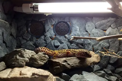 Uroczy gekon pigmejski wygrzewa się na skale w kamienistym terrarium, pod lampą grzewczą.