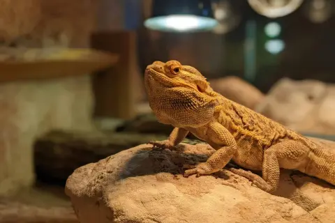 Pomarańczowa agama brodata na skale, ciekawa świata. Ile żyje taka agama? Nawet 15 lat!