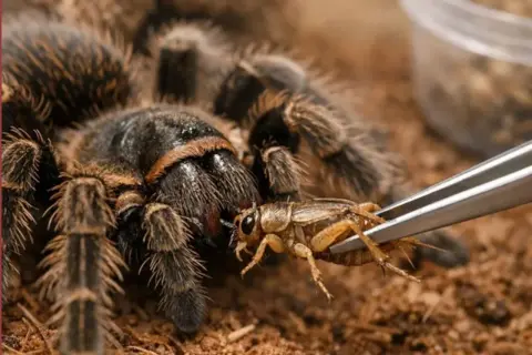 Pająk tarantula przygotowuje się do zjedzenia świerszcza, pokazując, co jedzą pająki domowe.