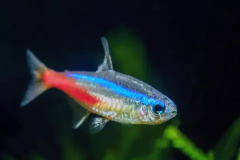 Neonowy tetra fluo z niebiesko-czerwonym pasem. Poznaj jego wymagania akwariowe.