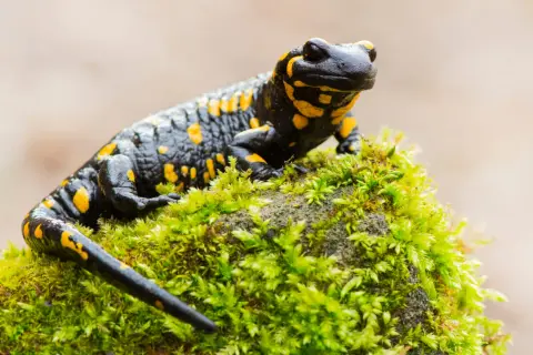 Czarna salamandra plamista z żółtymi cętkami siedzi na omszałym kamieniu. Czy salamandra to jaszczurka? Nie, to płaz.