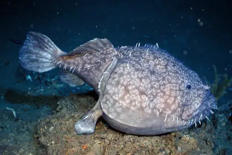 Dziwny, cętkowany stwór morski z białymi kolcami. Czy ryby są zmiennocieplne? To pytanie nurtuje naukowców od lat, a ten głębinowy mieszkaniec oceanu może być kluczem do odpowiedzi.