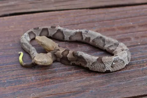 Dwie głowy węża miedzianki (copperhead) na drewnianym tle. Jedna głowa jest lekko uniesiona, druga spoczywa niżej.