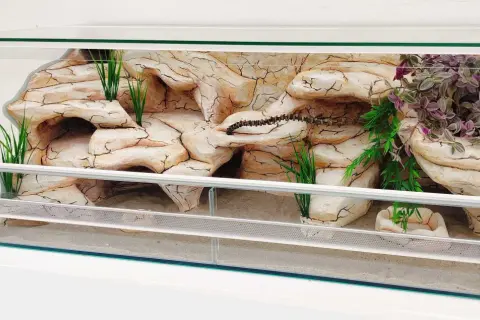 Szklane terrarium z piaskiem, sztuczną skałą i roślinnością, idealne dla węży hodowlanych.