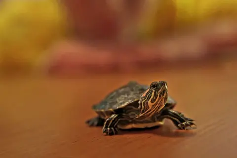 Mały żółwik na drewnianym blacie. Zastanawiasz się, ile kosztuje żółw miniaturka?
