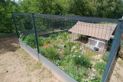 Wybieg dla tegu z zielenią, domkiem i kamieniami.