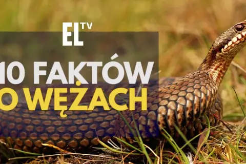 Czy wąż jest gadem? Tak! Poznaj fakty i rozwiej mity