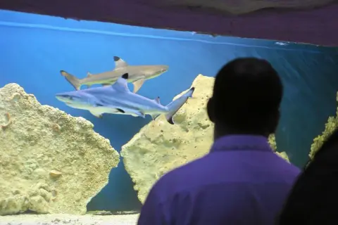 Blue City: Oceanarium 3D czy prawdziwe ryby? Alternatywy!