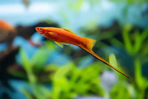 Pomarańczowy mieczyk hellera odmiany z długim, mieczowatym wyrostkiem ogonowym pływa w akwarium wśród zielonych roślin.
