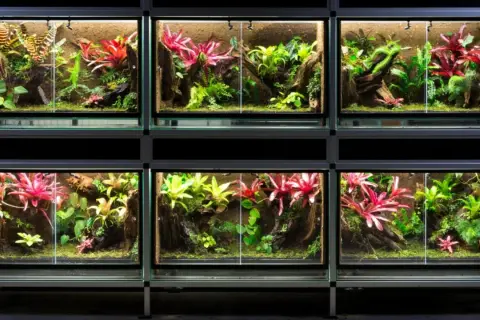 Wiele terrariów z bujną roślinnością, idealnych do hodowli patyczaków. Kolorowe bromelie i paprocie tworzą miniaturowe dżungle.