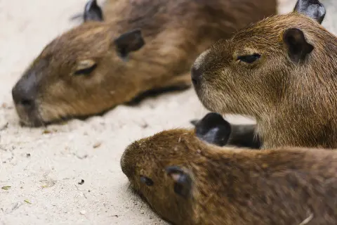 Trzy kapibary odpoczywają blisko siebie. Jedna z nich, na pierwszym planie, ma zamknięte oczy. Wygląda jakby kapibara w domu czuła się bardzo komfortowo.
