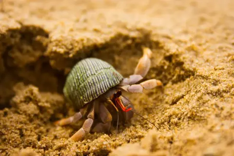 Mały krab pustelnik bez muszli, z zielonym pancerzem w paski, wychodzi z piaskowego zagłębienia.
