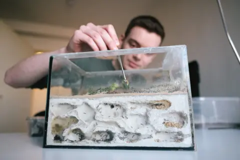 Mężczyzna z pęsetą pielęgnuje mrowisko, w którym pracują mrówki. To jak miniaturowy świat, gdzie każdy szczegół jest ważny, niczym w opowieści o tuatarze.