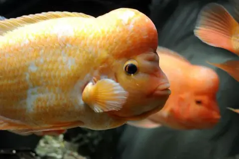 Oceanarium Kujawsko-Pomorskie: Toruń nieczynne? Sprawdź Akwarium Bydgoszcz