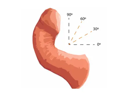 Anatomia penisa żółwia z zaznaczonymi kątami erekcji: 0°, 30°, 60°, 90°.