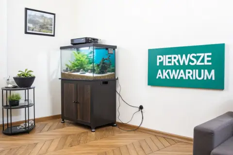 Jak ułożyć kamienie w akwarium? Zobacz aranżację z zieloną roślinnością i kamieniami, która tworzy naturalne środowisko.